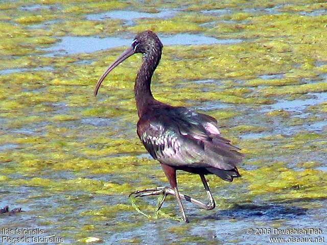 Ibis falcinelle