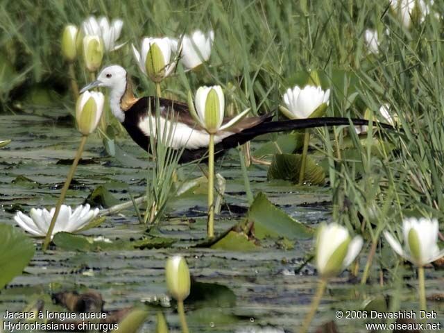 Pheasant-tailed Jacanaadult breeding