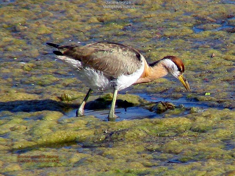 Jacana bronzéimmature