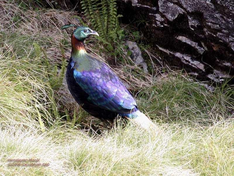 Himalayan Monal male adult