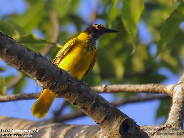 Black-hooded Oriolejuvenile