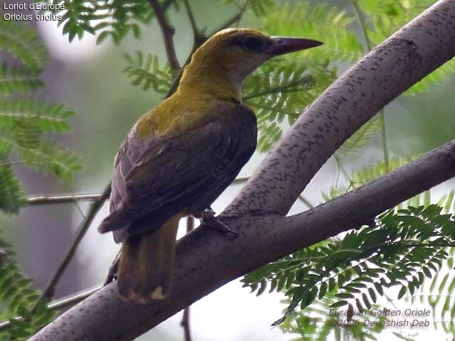 Eurasian Golden Oriole female adult