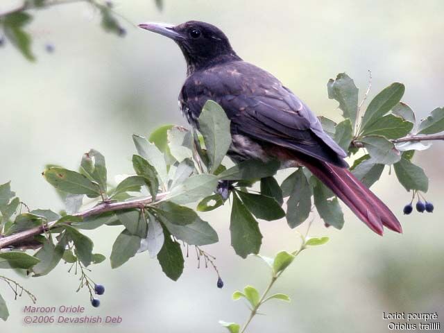 Maroon Oriole female adult