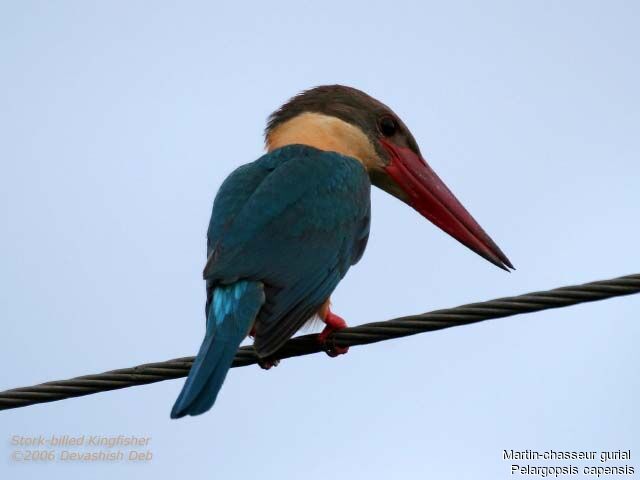 Stork-billed Kingfisheradult