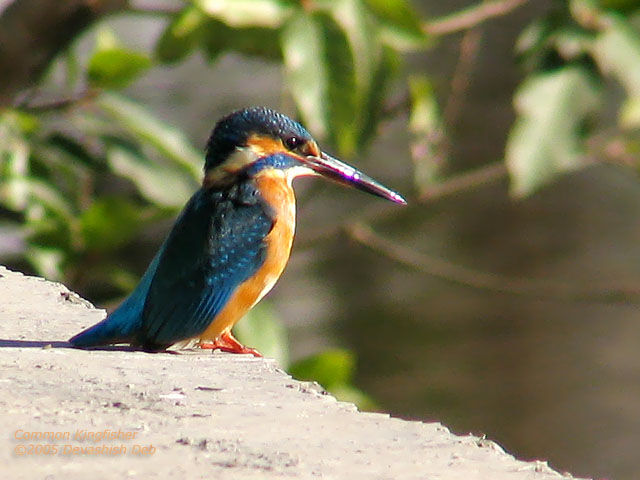 Common Kingfisher