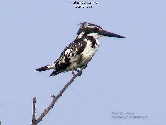 Pied Kingfisher female adult