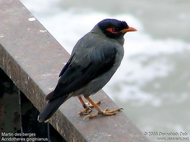 Bank Myna