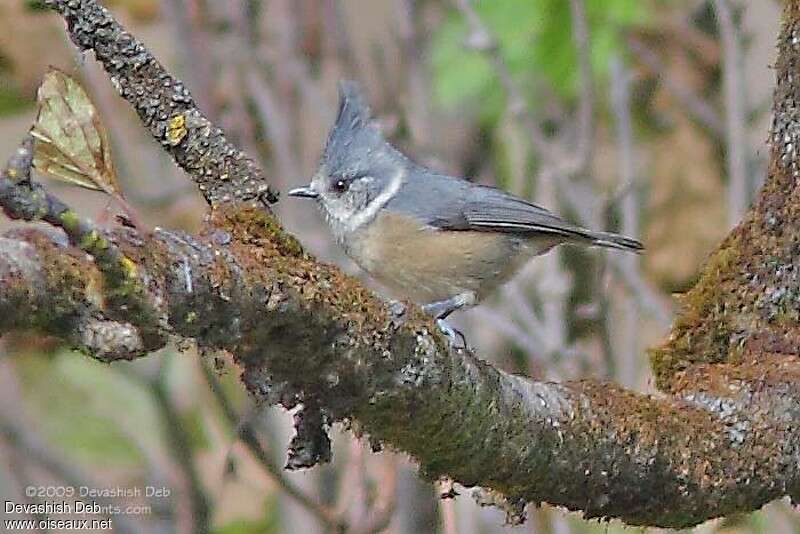 Grey-crested Titadult, identification