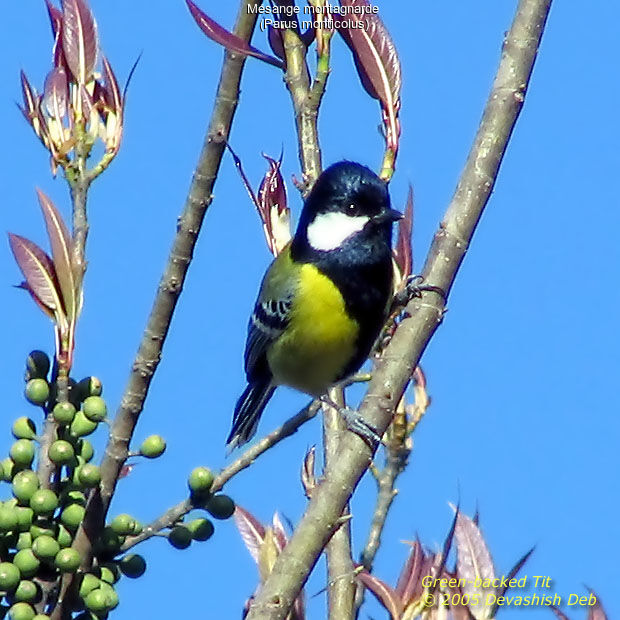 Green-backed Tit