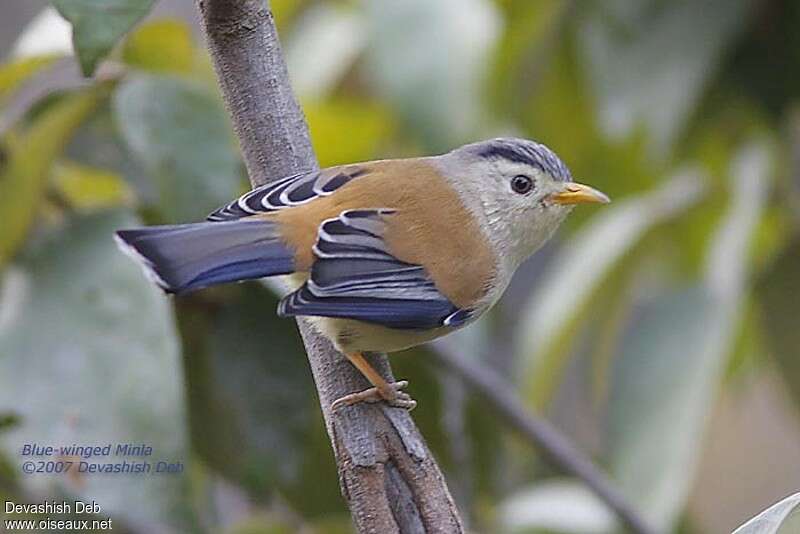 Blue-winged Minlaadult, aspect