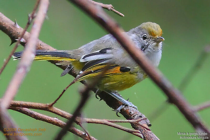 Bar-throated Minlaadult