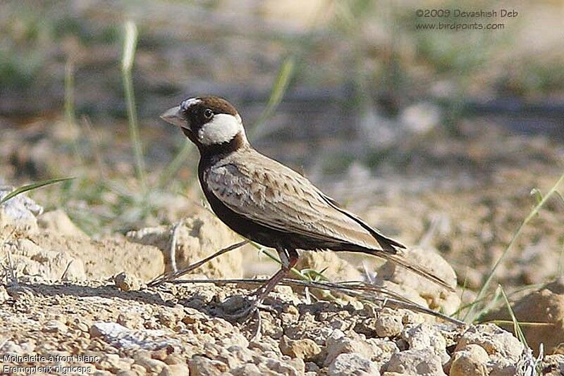 Black-crowned Sparrow-Lark male adult, identification