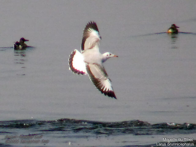 Brown-headed Gullsubadult