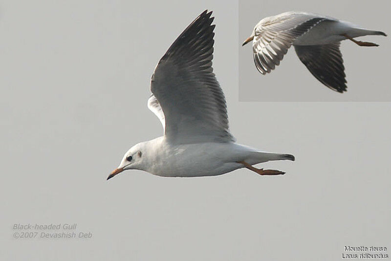 Mouette rieuseimmature