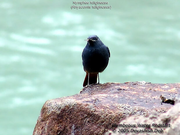 Plumbeous Water Redstart