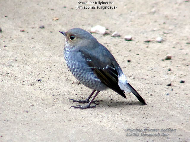 Plumbeous Water Redstart