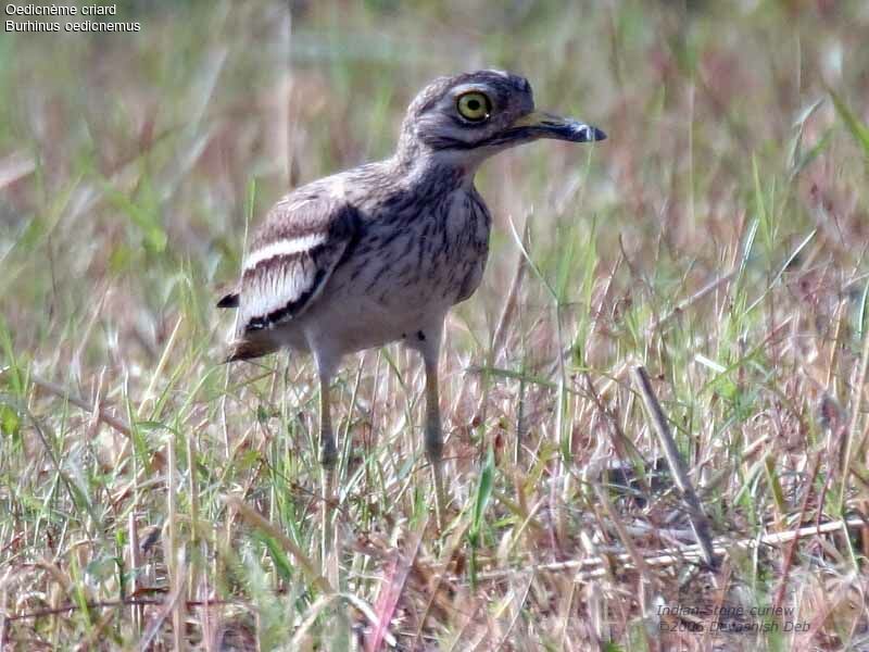 Eurasian Stone-curlewadult