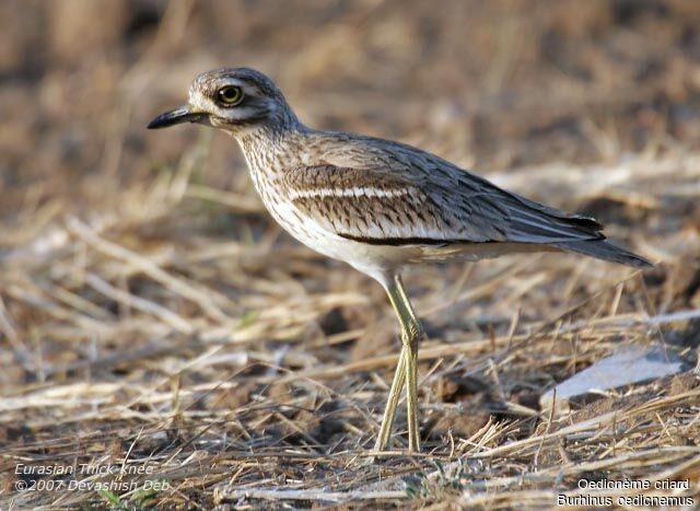 Eurasian Stone-curlew