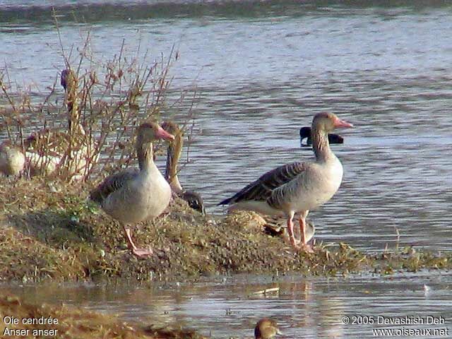 Greylag Gooseadult