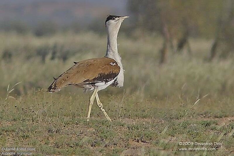 Great Indian Bustard male adult breeding