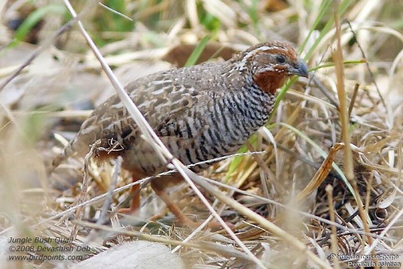 Jungle Bush Quail male adult