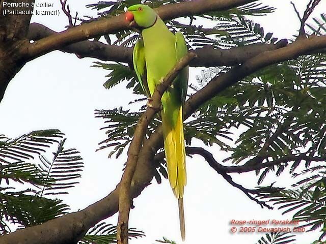 Rose-ringed Parakeet