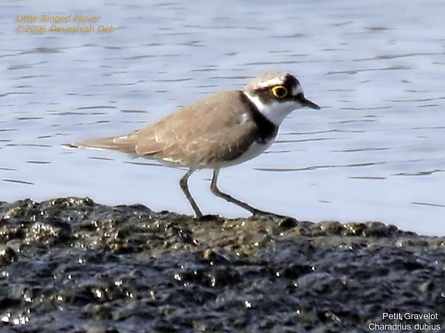 Little Ringed Ploveradult breeding