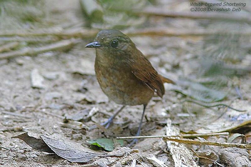 Lesser Shortwingjuvenile