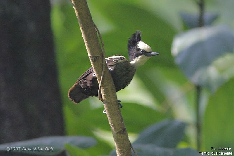 Heart-spotted Woodpecker female adult