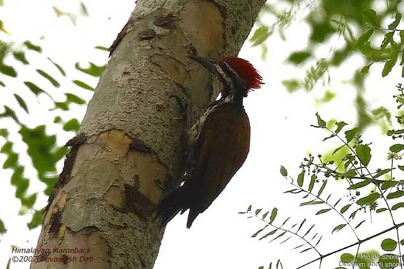 Himalayan Flameback male adult