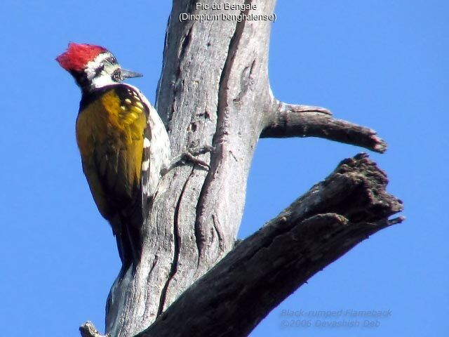 Black-rumped Flameback