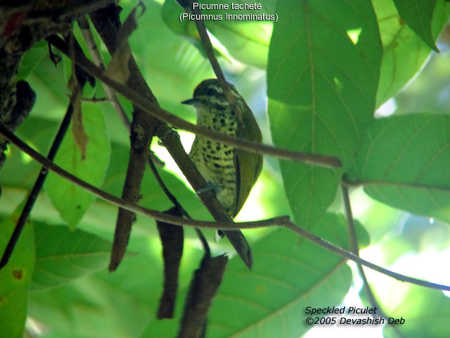 Speckled Piculet