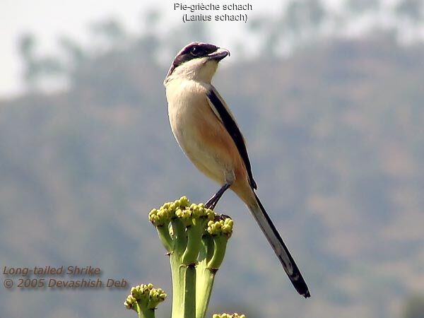 Long-tailed Shrike