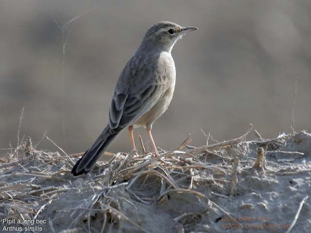 Long-billed Pipitadult