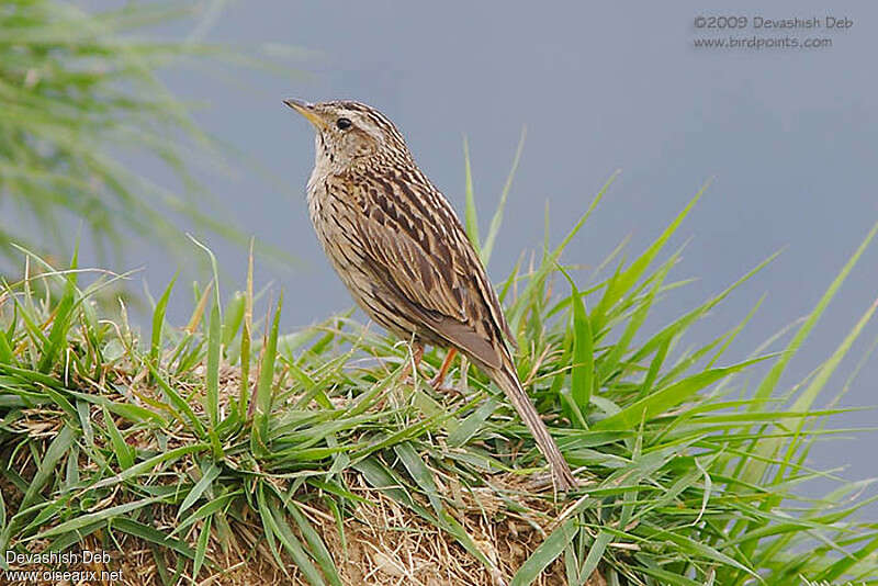 Upland Pipit