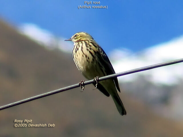 Rosy Pipit