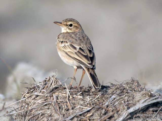 Tawny Pipit