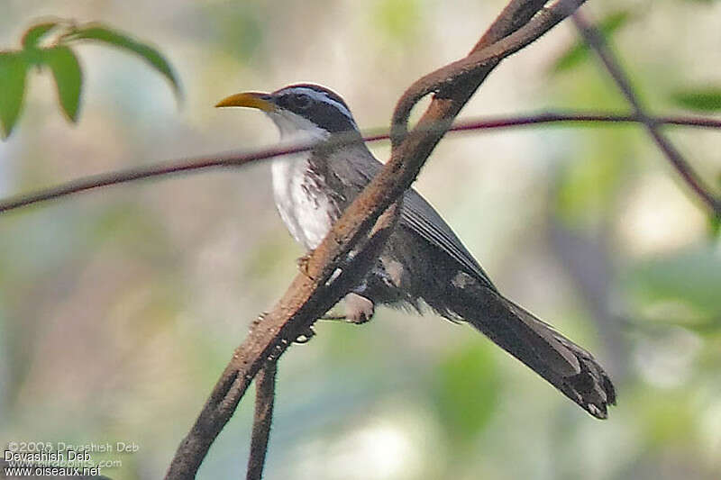 Indian Scimitar Babbleradult