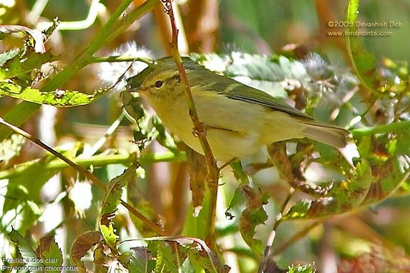 Lemon-rumped Warbleradult