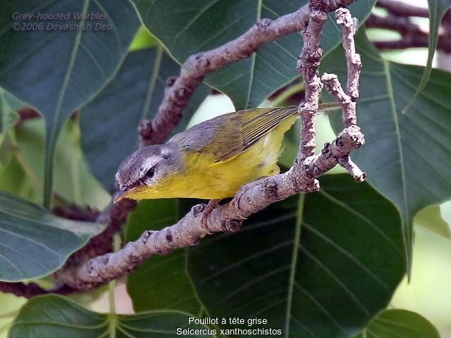 Grey-hooded Warbleradult