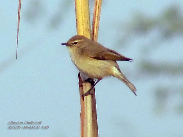 Common Chiffchaff (tristis)