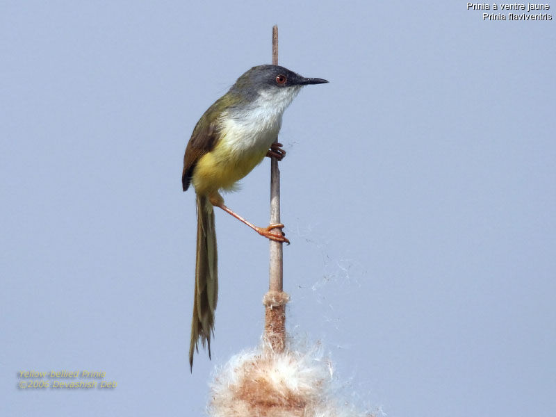 Yellow-bellied Priniaadult breeding