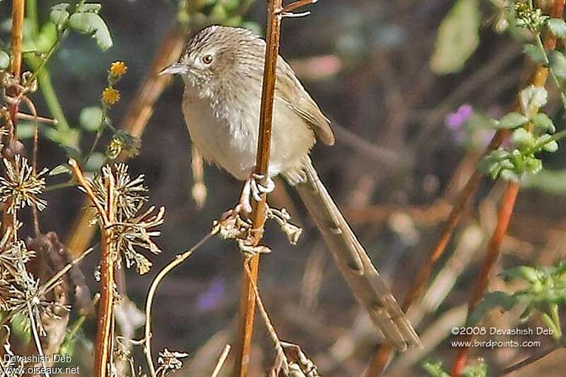 Prinia crinigèreadulte internuptial, identification