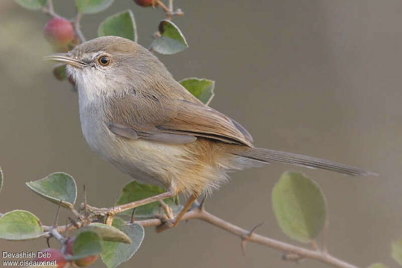 Prinia de Hodgsonimmature, identification