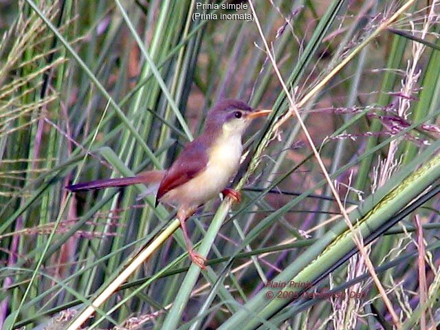 Prinia simple