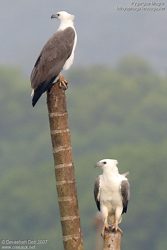 White-bellied Sea Eagle adult