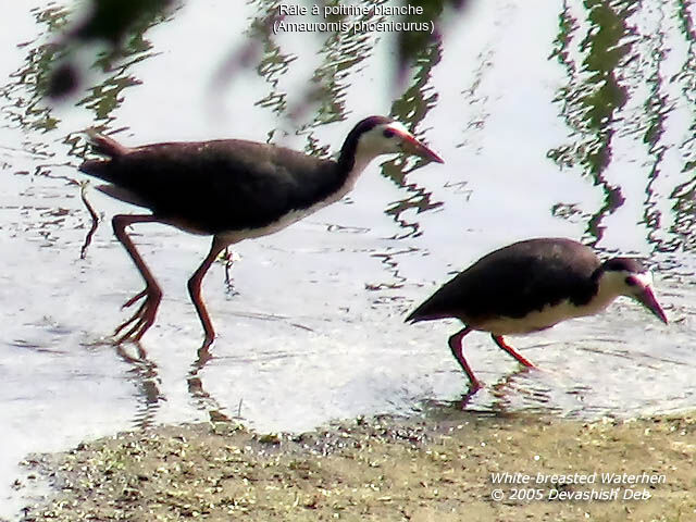 White-breasted Waterhen