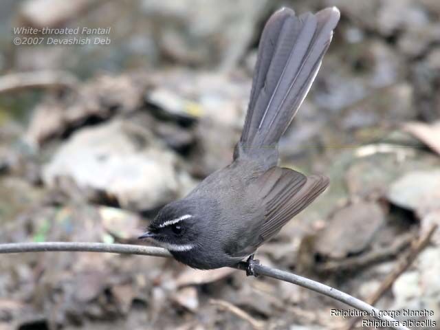 White-throated Fantail