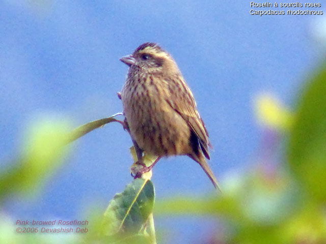 Pink-browed Rosefinch female