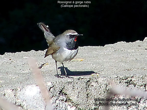 Himalayan Rubythroat